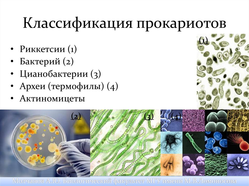 Прокариоты группы организмов. Классификация прокариот. Классификация бактерий. Классификация прокариото. Систематика царства бактерий.