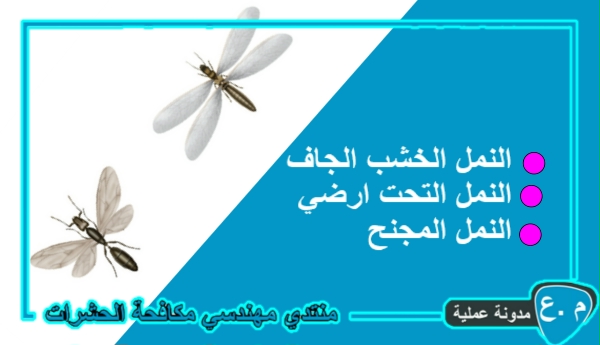 النمل الابيض والنمل المجنح