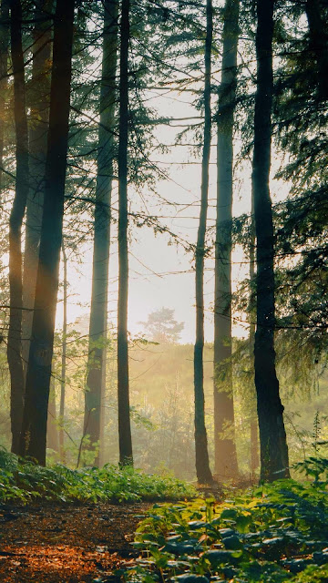 IPhone and Desktop Morning Wallpaper Sunlight Forest IPhone and Desktop Morning Wallpaper Sunlight Forest