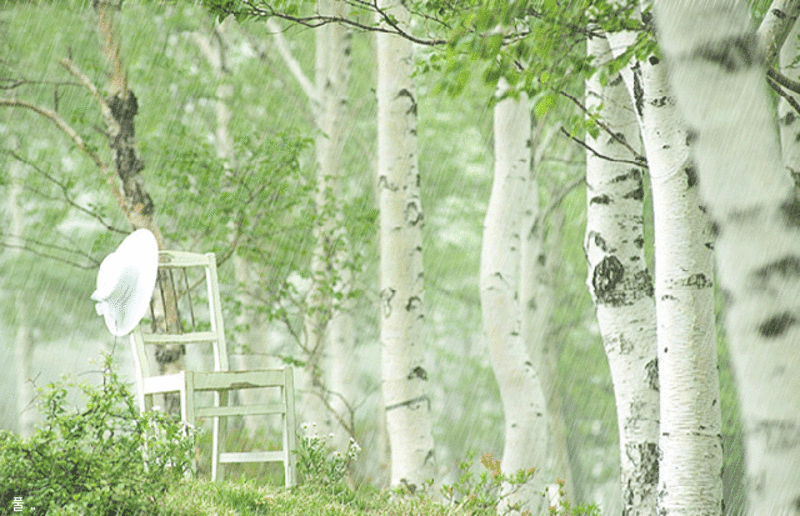 белоствольная береза. береза американская белая (бумажная, канойская). нежная белая кожица березы. чечевички береста. веточка березы.