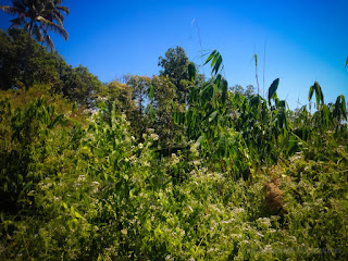 Warm Atmosphere On Wild Plants And Shrubs Of The Plant Fields In The Farm Area Of The Village Ringdikit North Bali Indonesia