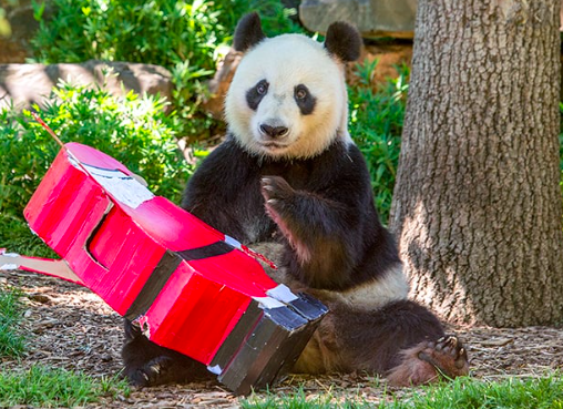 Cute Panda At Adelaide Zoo
