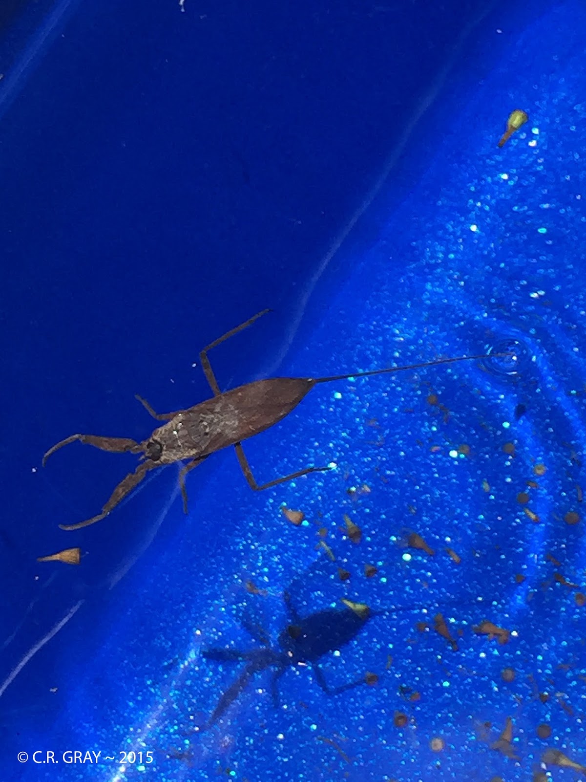Water Scorpion in the pool