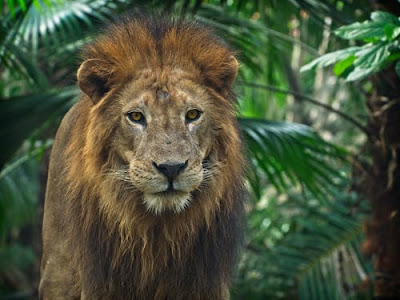 Lion Images Lion Images