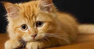 Bolehkah Kucing Minum Air Kelapa Tarahap