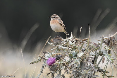 Tarabilla norteña (Saxicola rubetra)