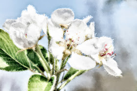 White blossom in spring