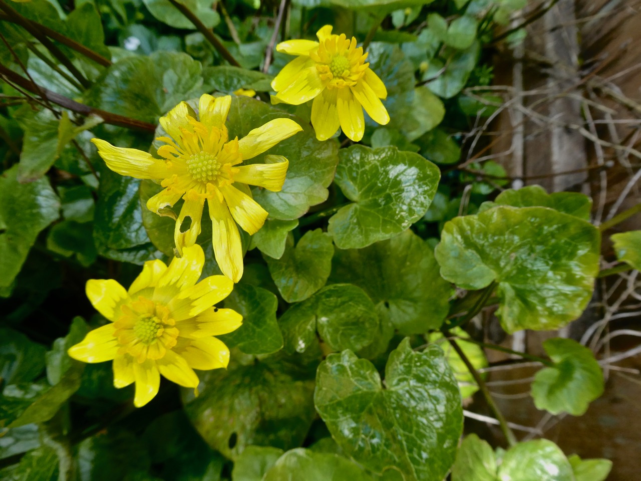 The Practical Plant Geek