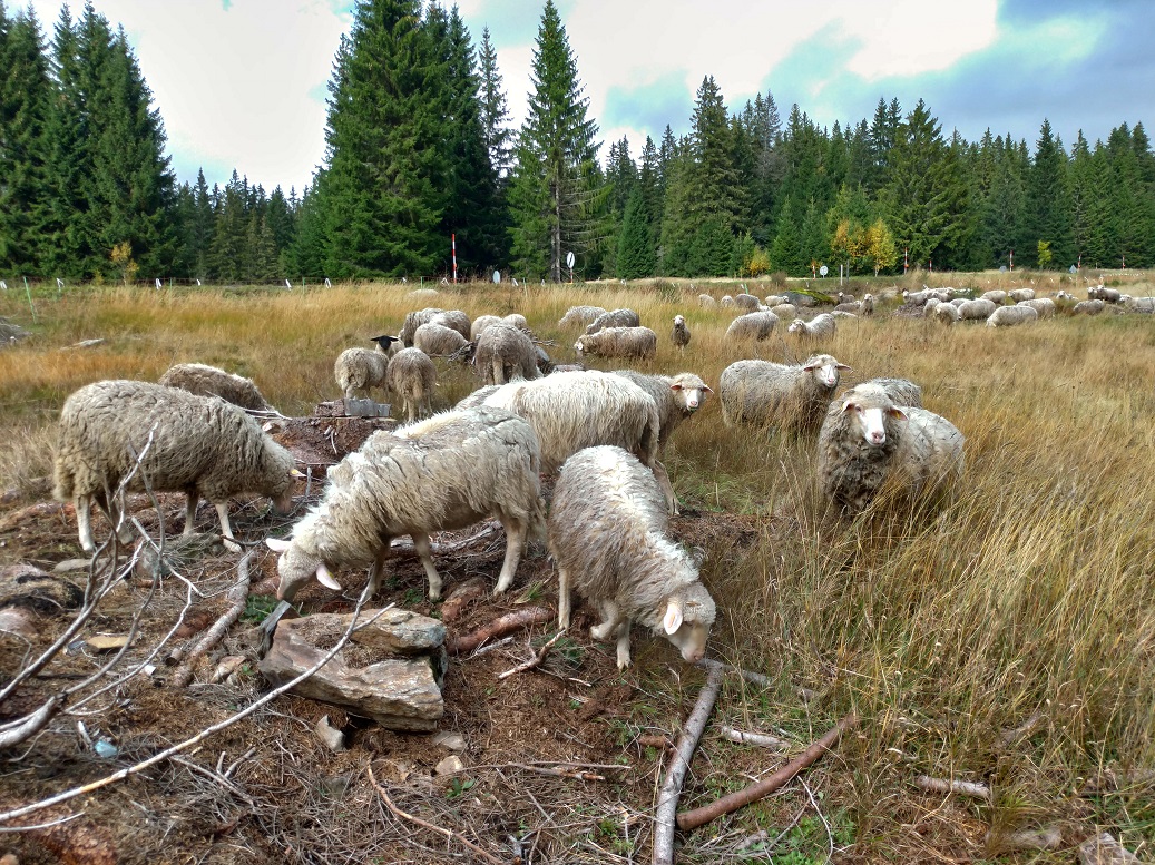 ovčí výběh na Filipově Huti na Šumavě