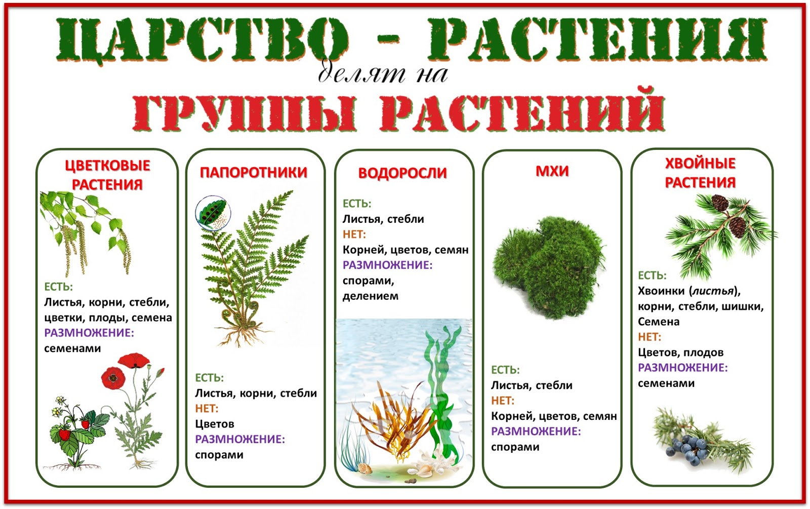 Появления основных групп растений на земле. Группы растений. Деление растений на группы. Царство растений. Группы царства растений.