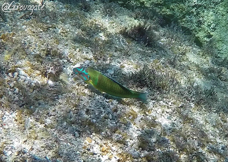 Lefkos spiaggia Karpathos