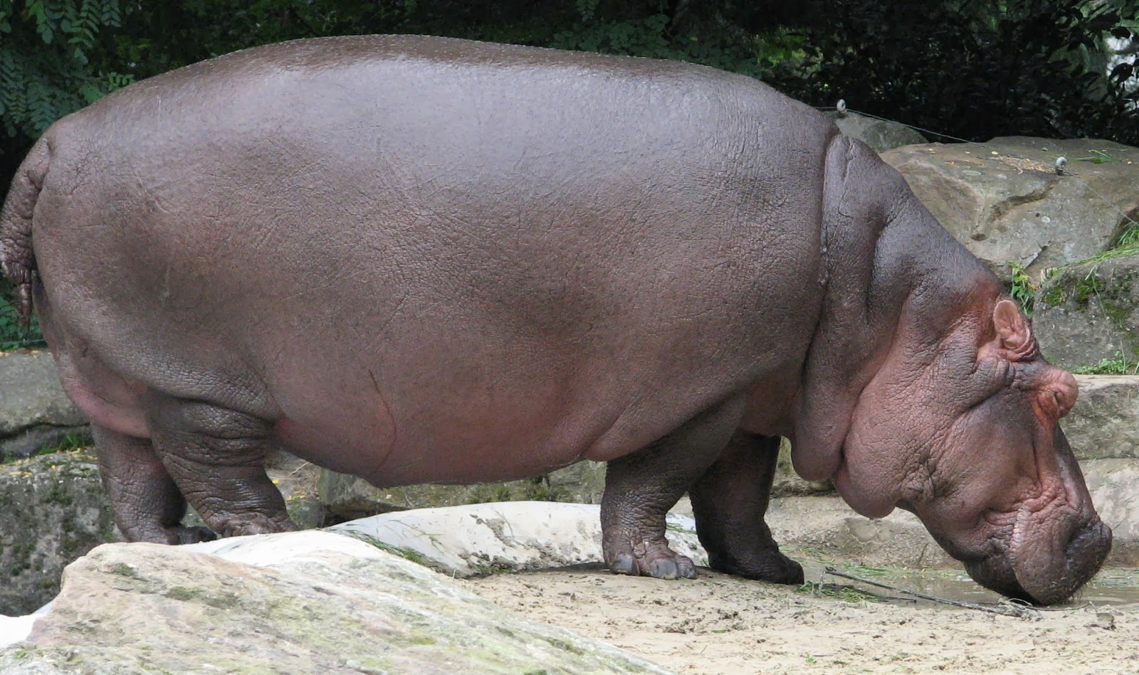 Hippopotame 🦛 main image 0