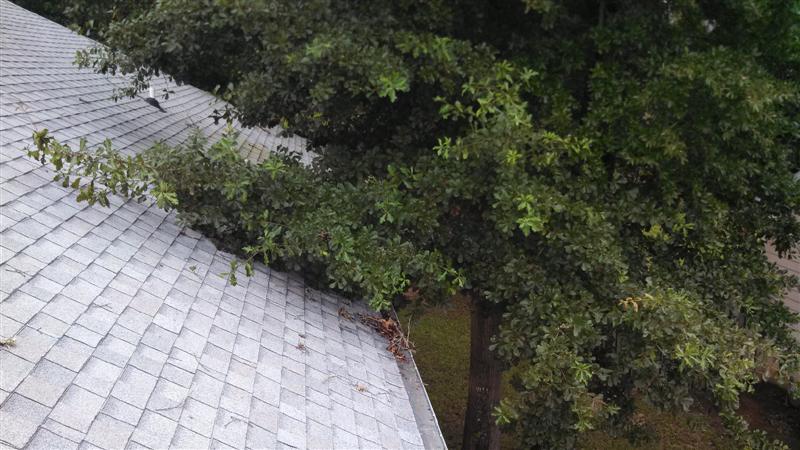 Monkey Tree Services Ltd Call 604.833.2479 24 Hours