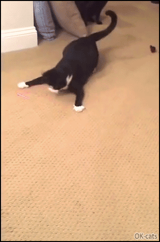Funny Cat GIF • Slowest cat ever moves so fast when he is chasing the red dot