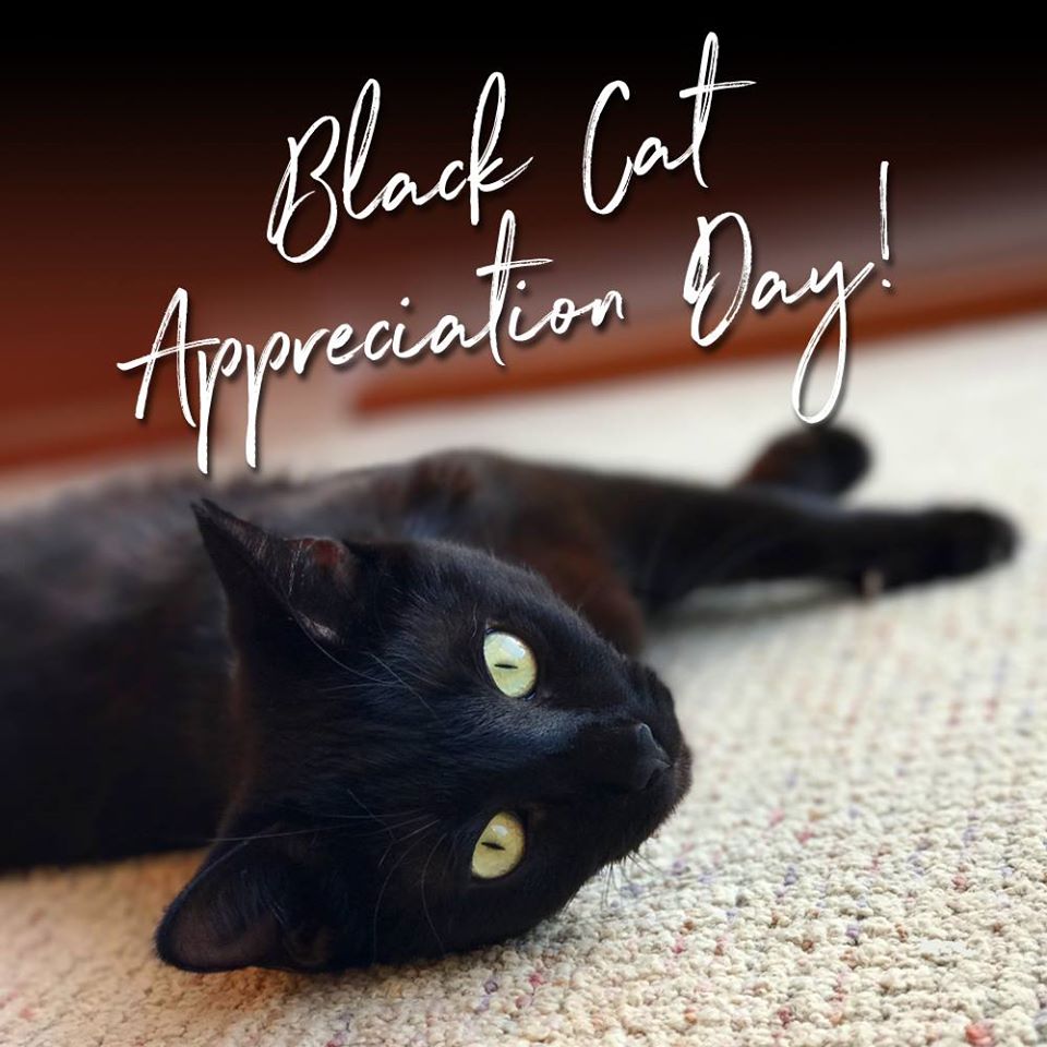 National Black Cat Appreciation Day