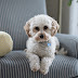 7 Ways to Remove Pet Hair From Furniture and Carpets