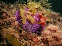 Imagen de coral