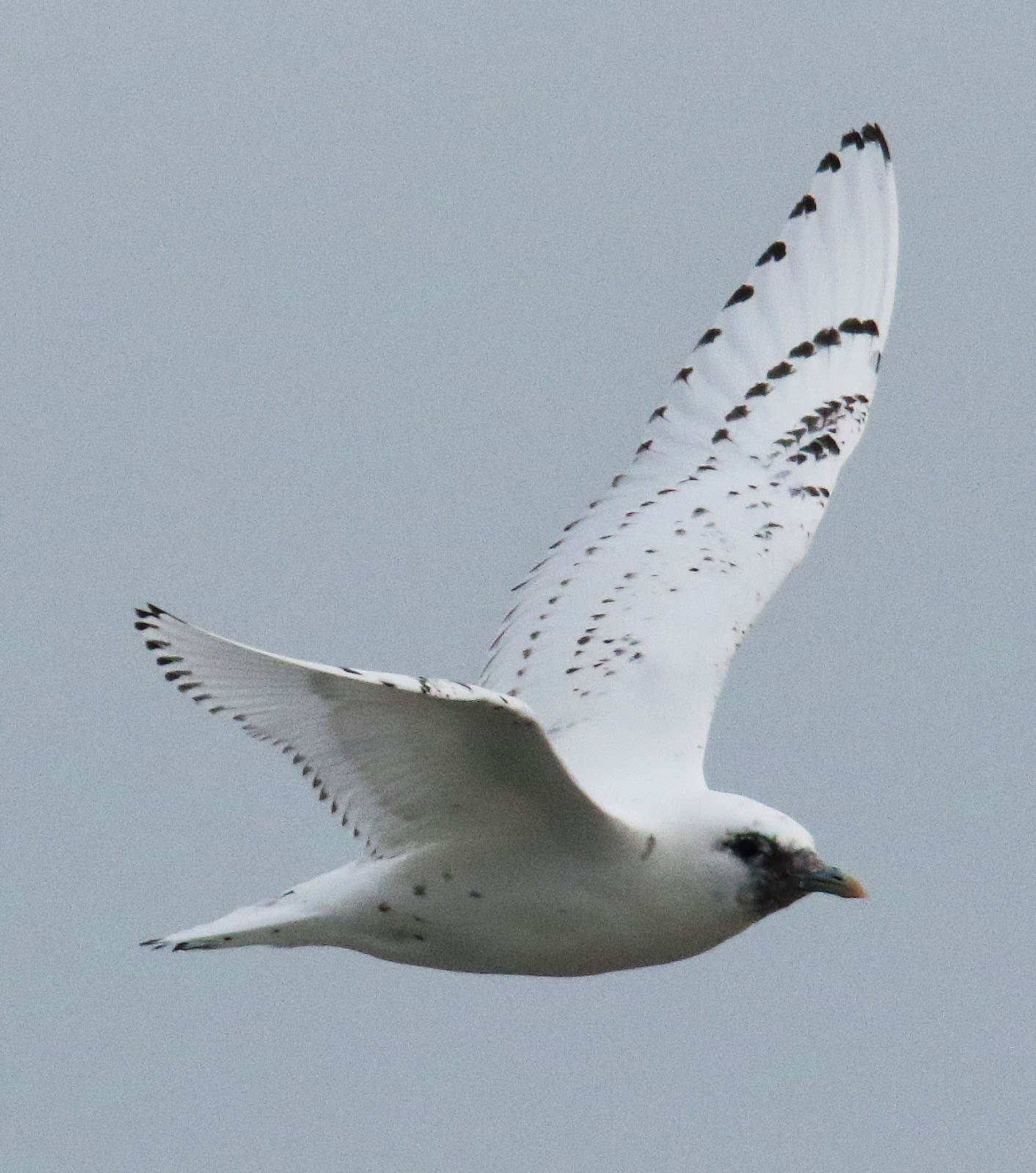 All of Nature Rare Ivory Gull In Duluth, Minnesota