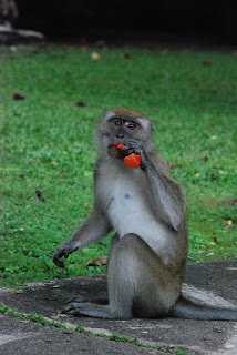 Ersatz Expat - Malaysian Monkey and Litter