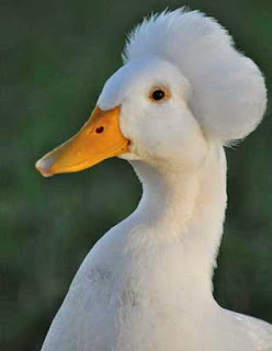 ducks_1b