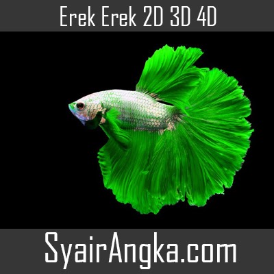 Erek Erek Ikan Cupang Di Buku Mimpi 2D 3D 4D Lengkap - Syairangka.com