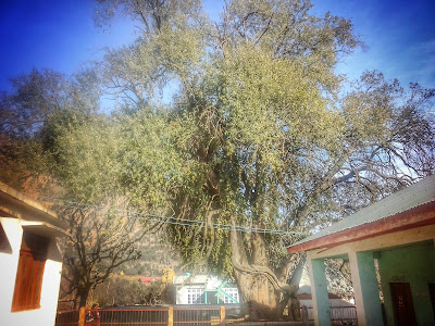 The Tree Behind Temple