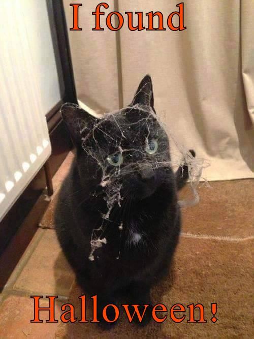 True Book Addict...Books, Cats, and More CatThursday Halloween