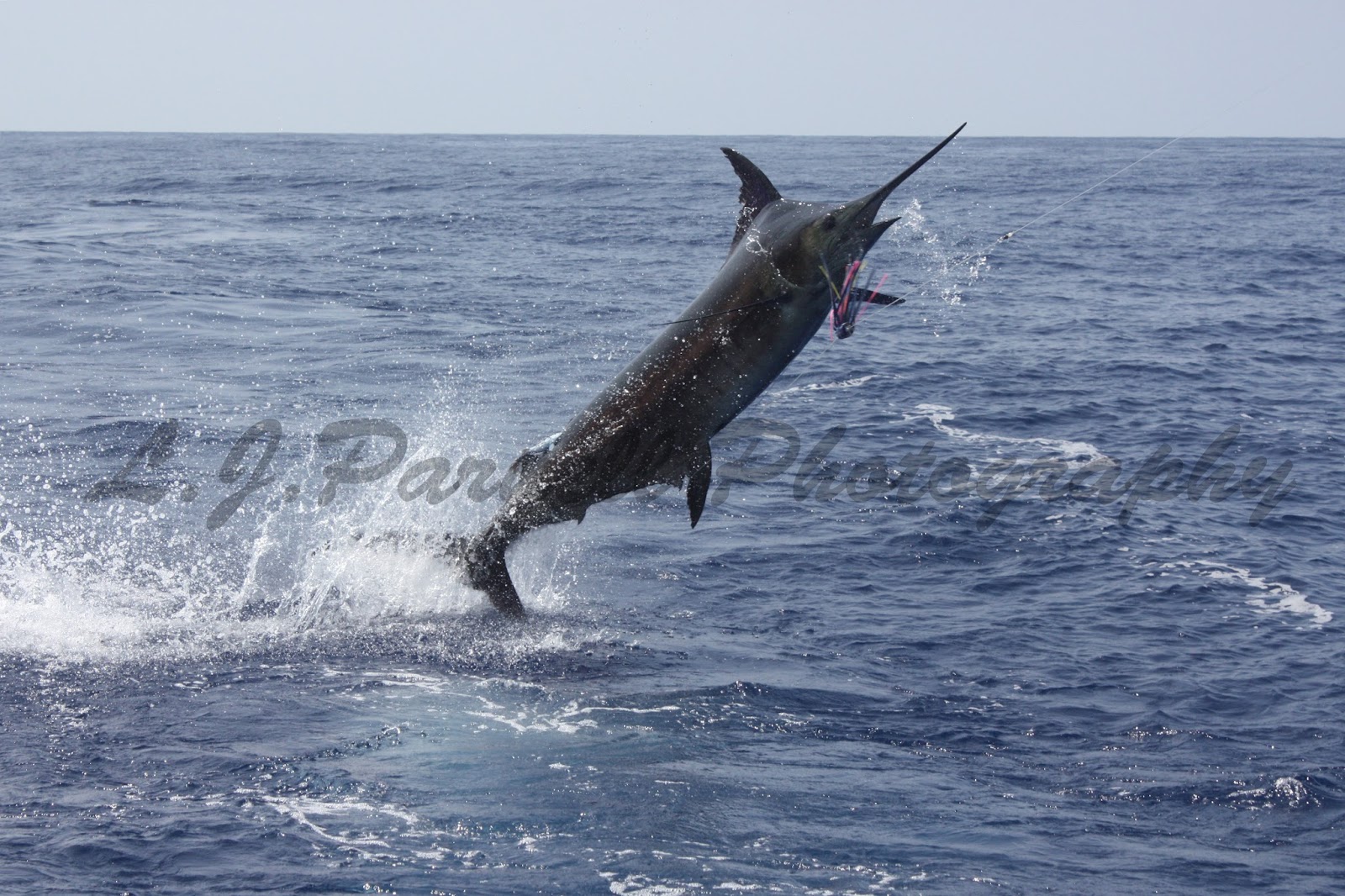 L J Parnell Photography: Marlin fishing