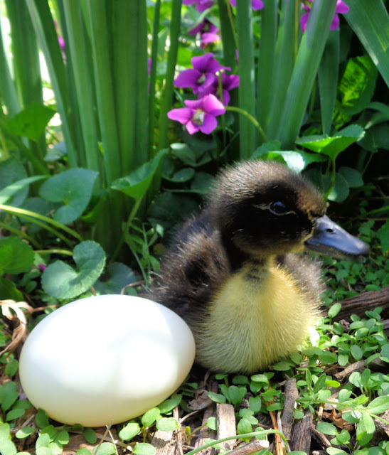 How to Hatch Duck Eggs Fresh Eggs Daily® with Lisa Steele