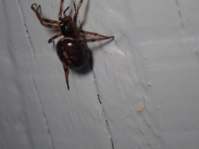 Steatoda bipunctata Steatoda bipunctata