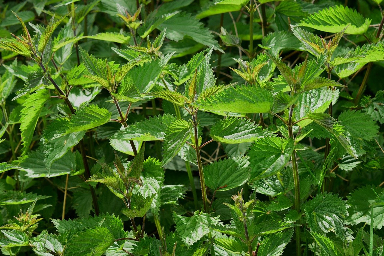 brandnetelzalf recept verhouding tabel brandnetel zelf maken