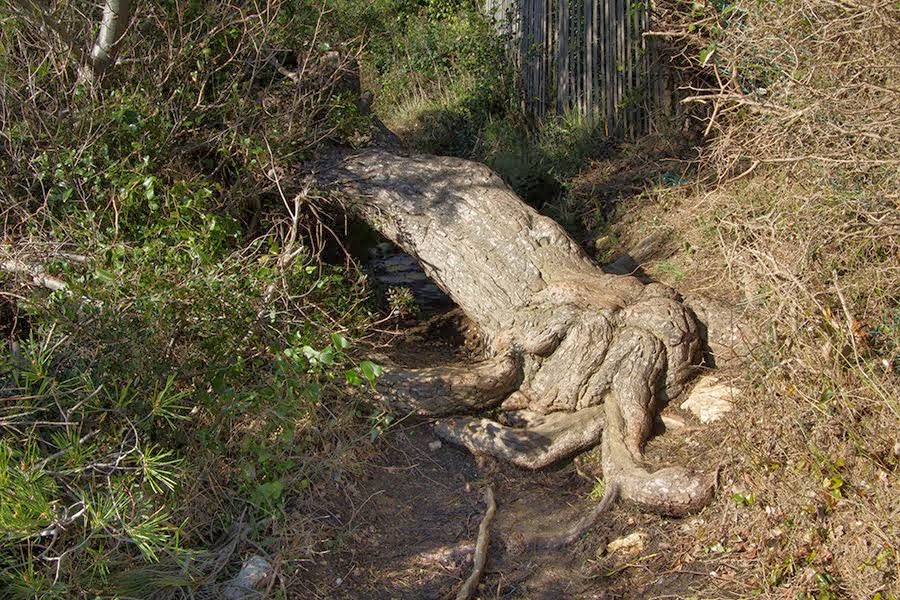 Le vieil arbre couché