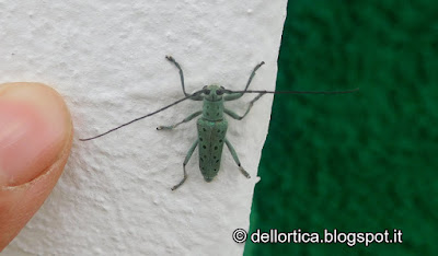 saperda punctata rose erbe aromatiche sali aromatizzati confetture tisane e altro ancora alla fattoria didattica dell ortica a Savigno Valsamoggia Bologna in Appennino vicino Zocca