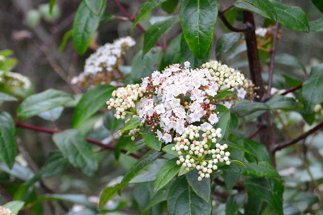 Viburnum tinus Viburnum tinus