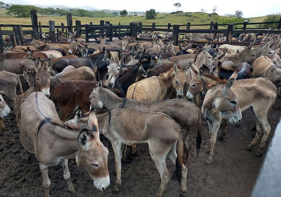 Justiça proíbe o abate de jumentos na Bahia após casos de maus-tratos