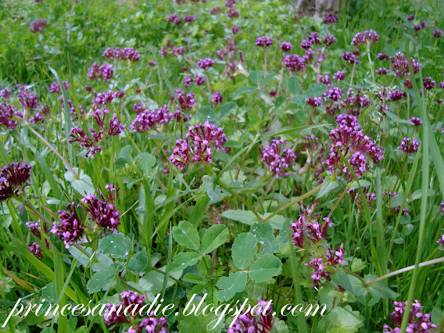 Princesa Nadie: Sobre una alfombra de flores