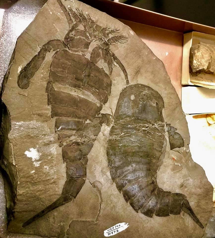 Eurypterus Fossils