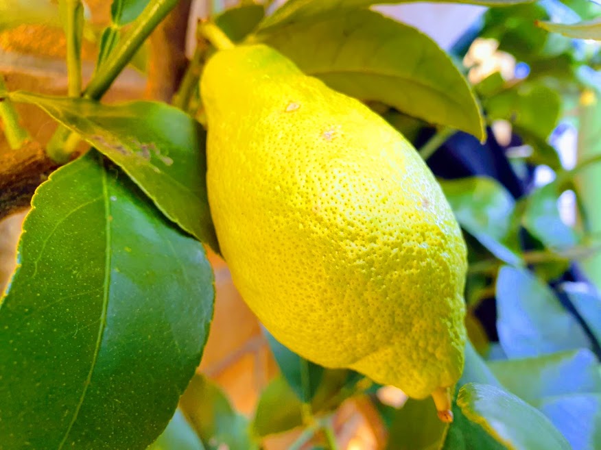 HOW LONG DOES IT TAKE FOR A LEMON TREE TO BEAR FRUIT? The Garden of Eaden