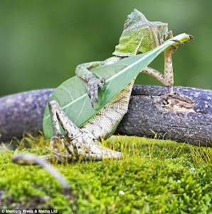 LIZARD CHILLING OUT PLAYING LEAF GUITAR