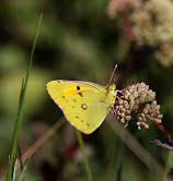 Orange høsommerfugl