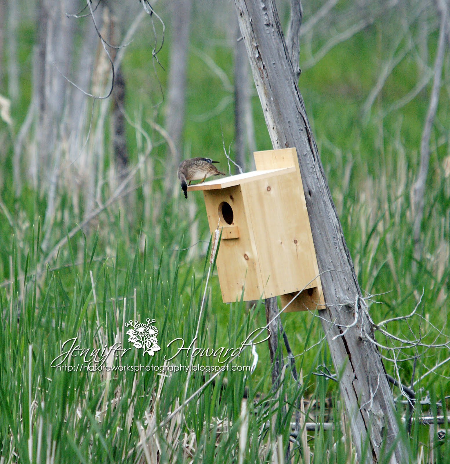 Nature Works Photography Wood duck pair on box