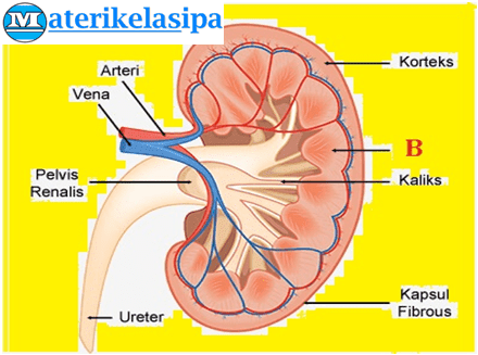 Latihan Soal Pat Ukk Ipa Kelas 8 Smp Mts Kurikulum 2013 Kurtilas Beserta Pembahasannya
