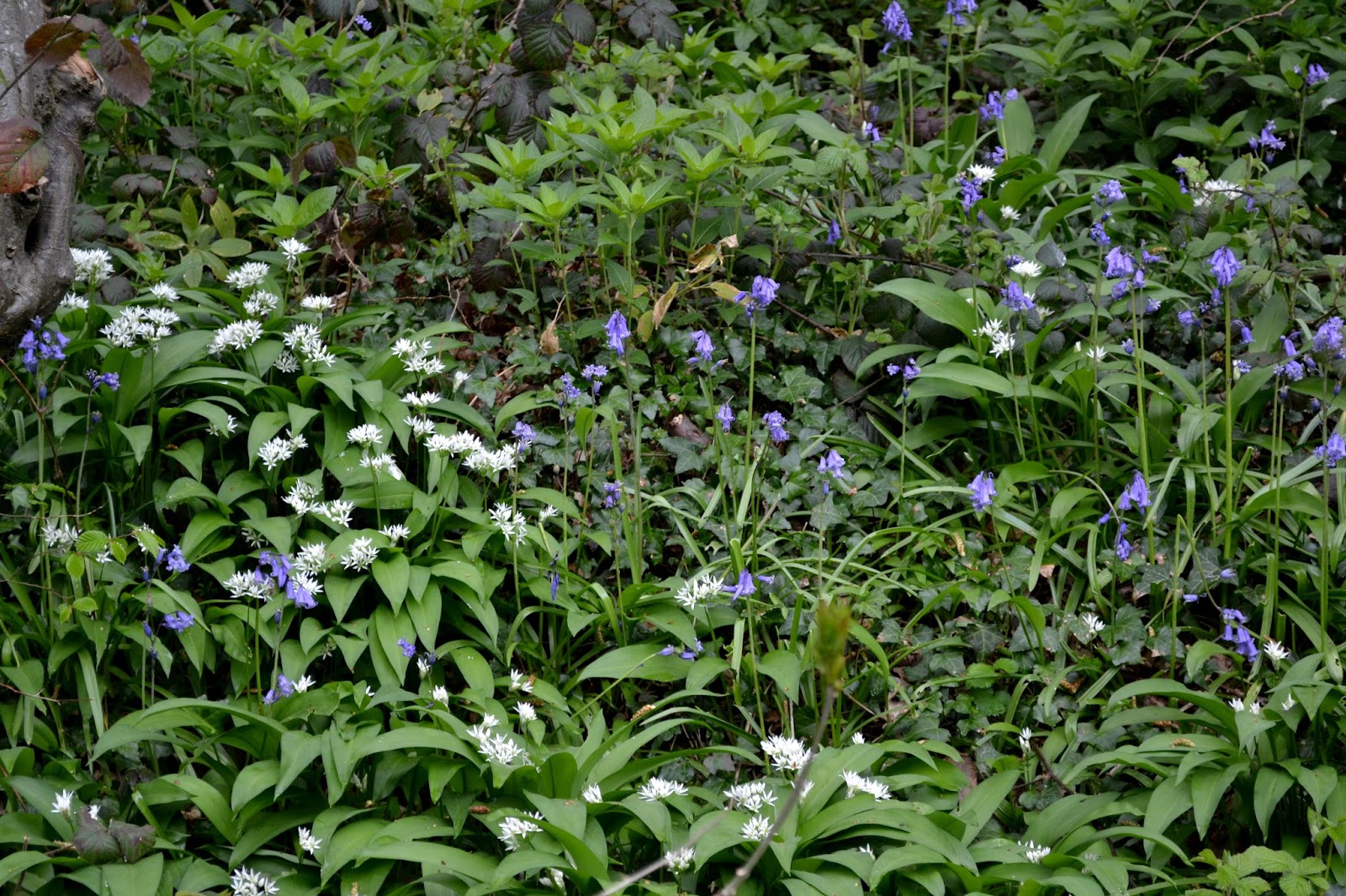 Just an Essex Lad Bluebells, wood anemone and wild garlic inm