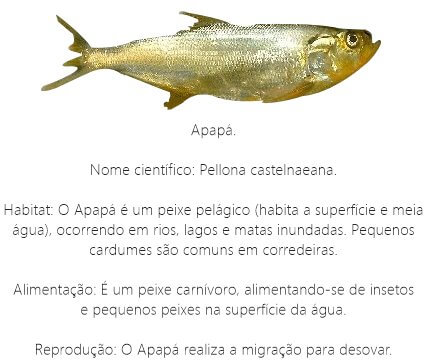Peixe Apapá Peixe-Apapa