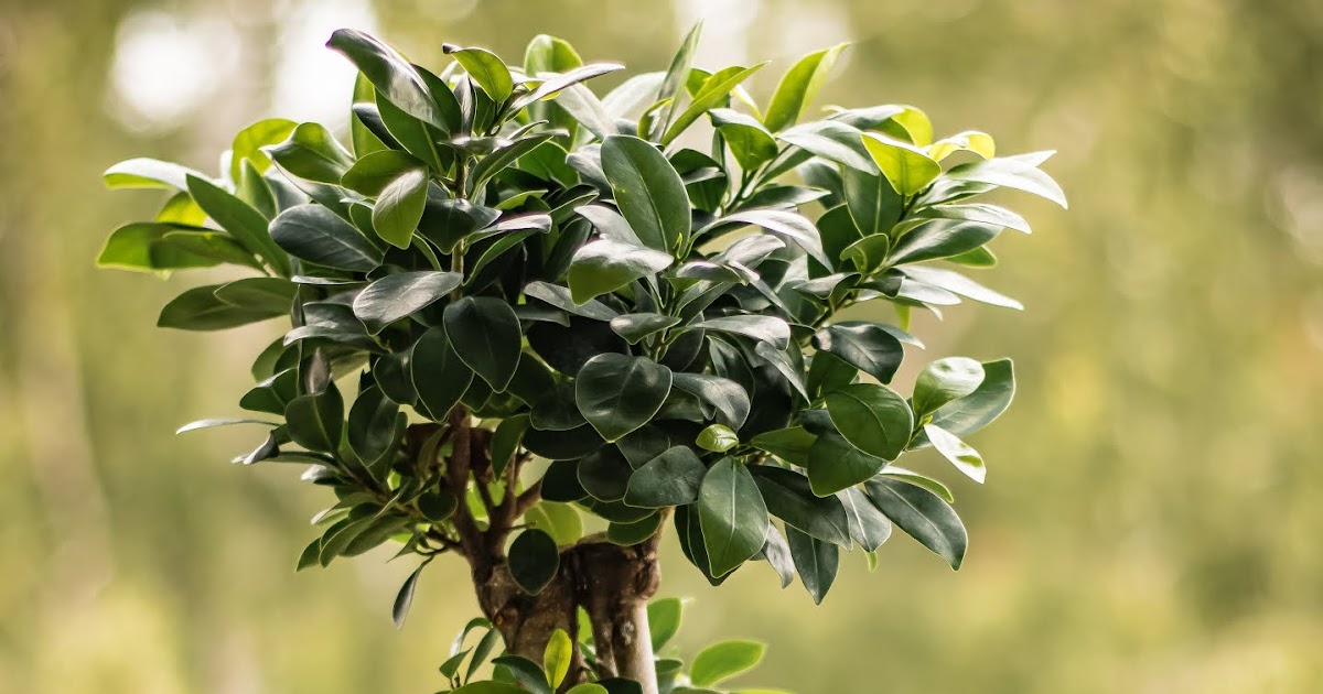 ficus bonsai leaves turning yellow