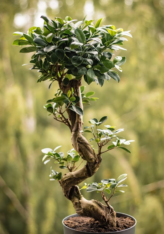 ficus bonsai leaves turning yellow