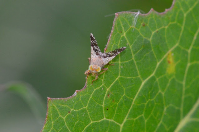 Tephritis formosa Tephritis formosa