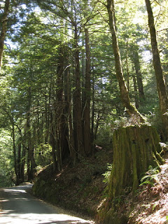 Redwood stump and young redwood trees on Native Sons Road.