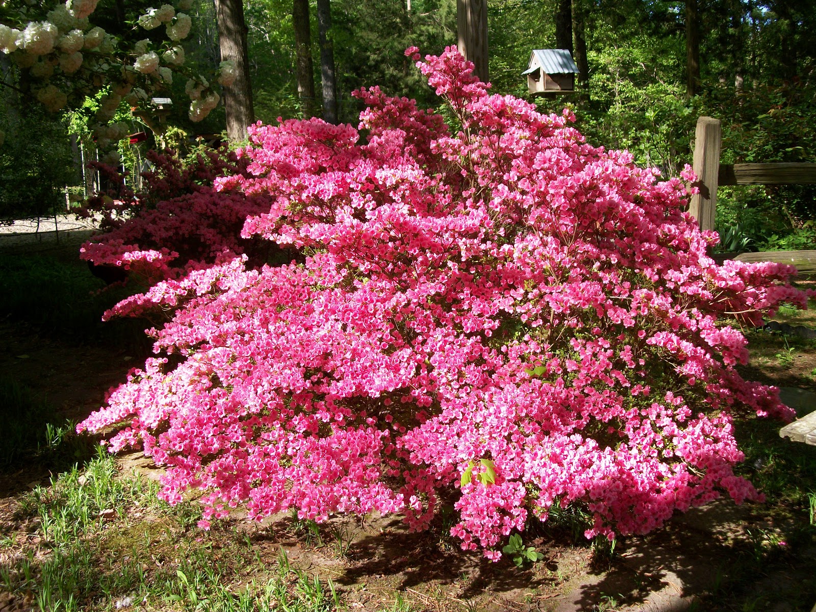 Henny Penny Lane Yard full of flowers