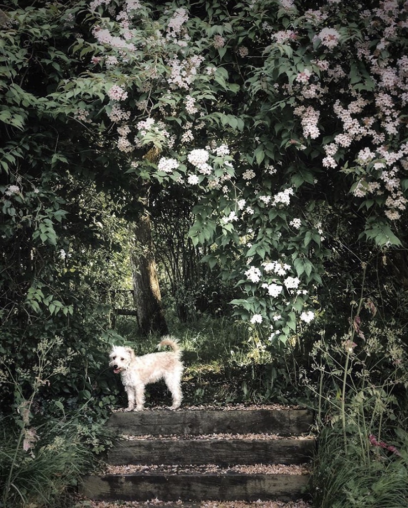 From Instagram | English Country Life with @irenemylife